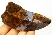 Pietersite Rough Gemstone, Chatoyant